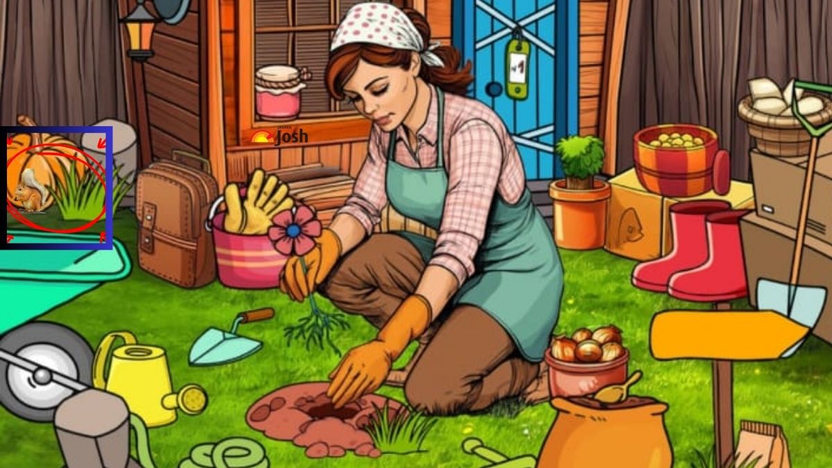 find the hidden squirrel-sol