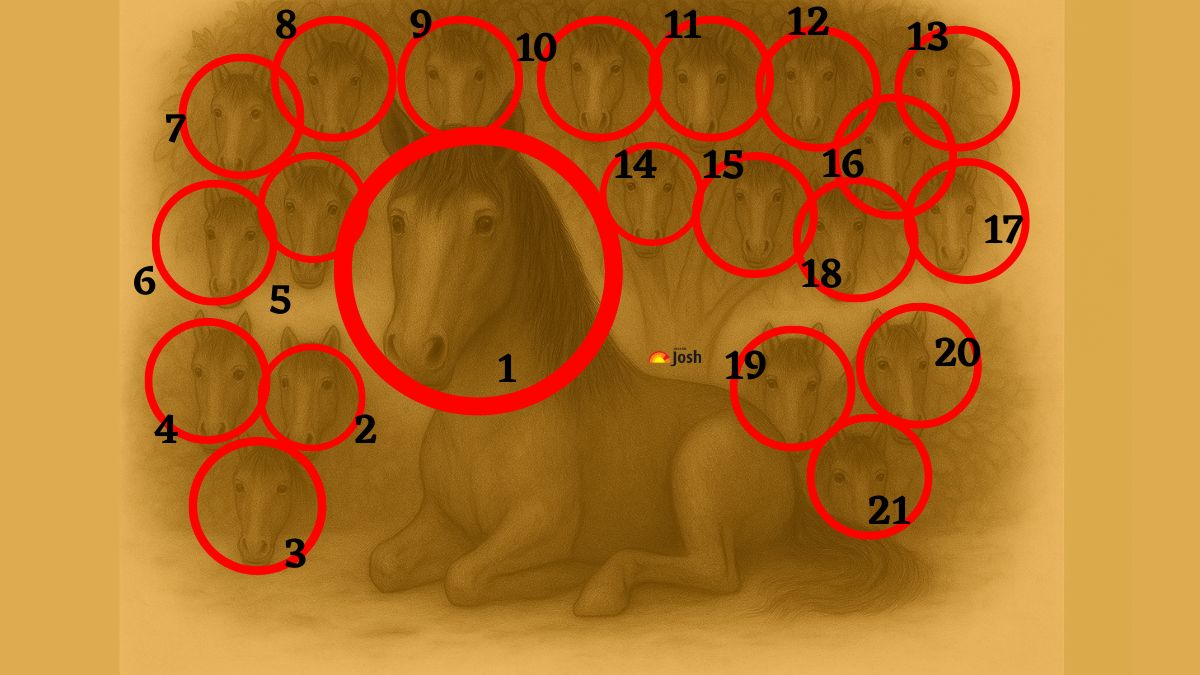 count the number of horse-sol