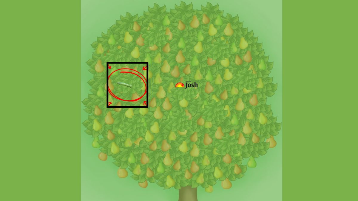 find the hidden caterpillar-sol