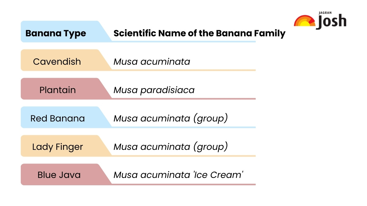 Scientific name of banana tree and types