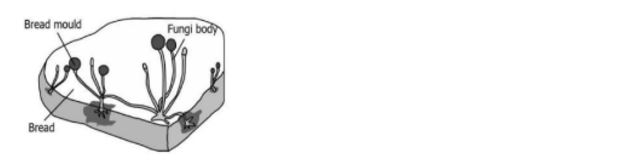 cbse-class-10-scinece-mcq-image5