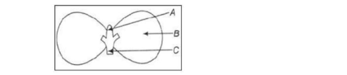 cbse-class-10-scinece-mcq-image6