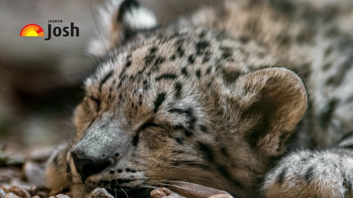 scientific name of cat family