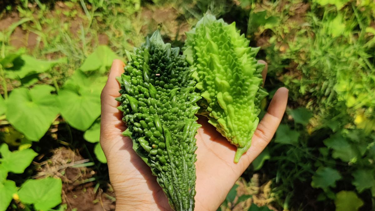 karela in english