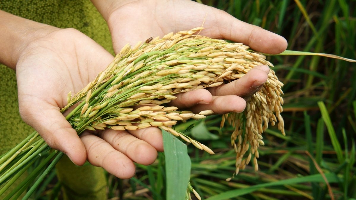 rice plant
