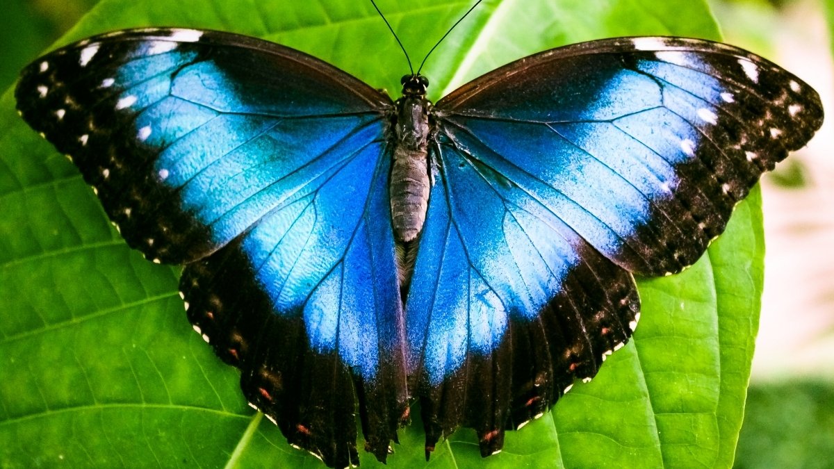 Blue Morpho Butterfly