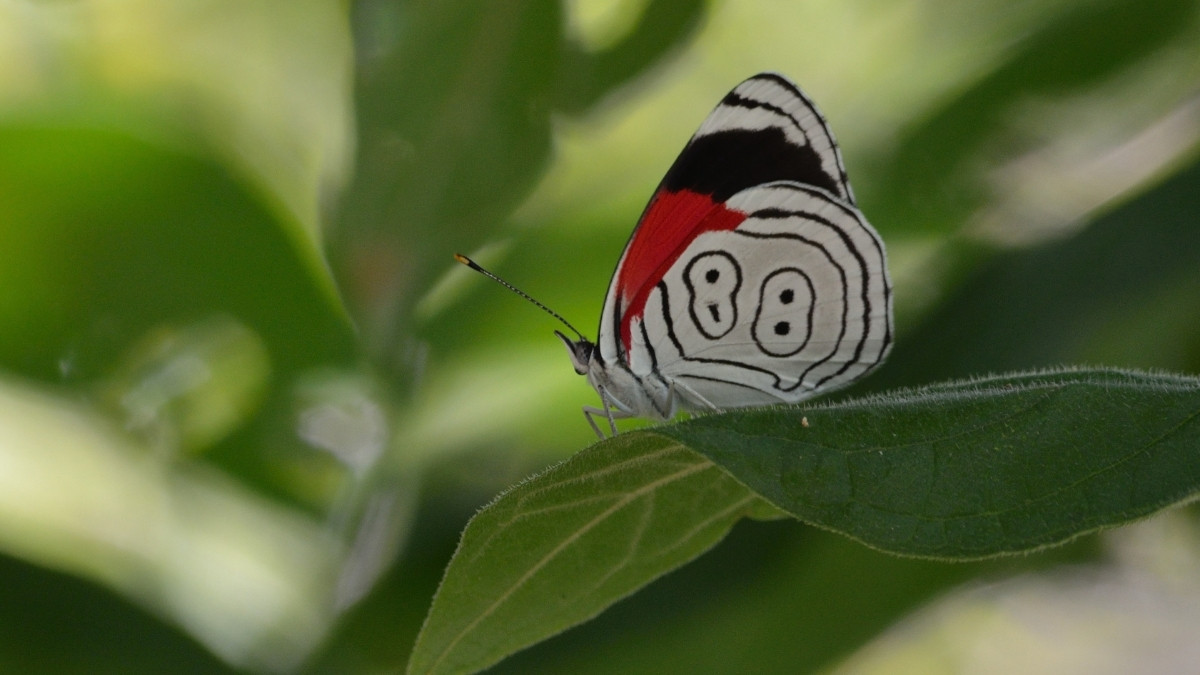 Eighty-Eight Butterfly