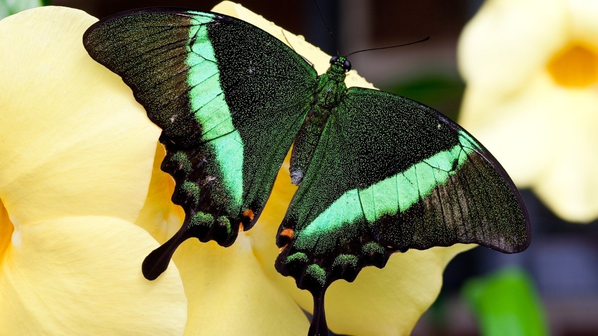 Emerald Swallowtail Butterfly