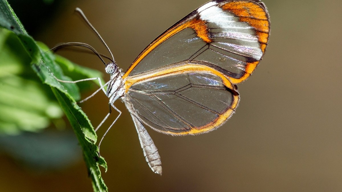 Glasswing Butterfly