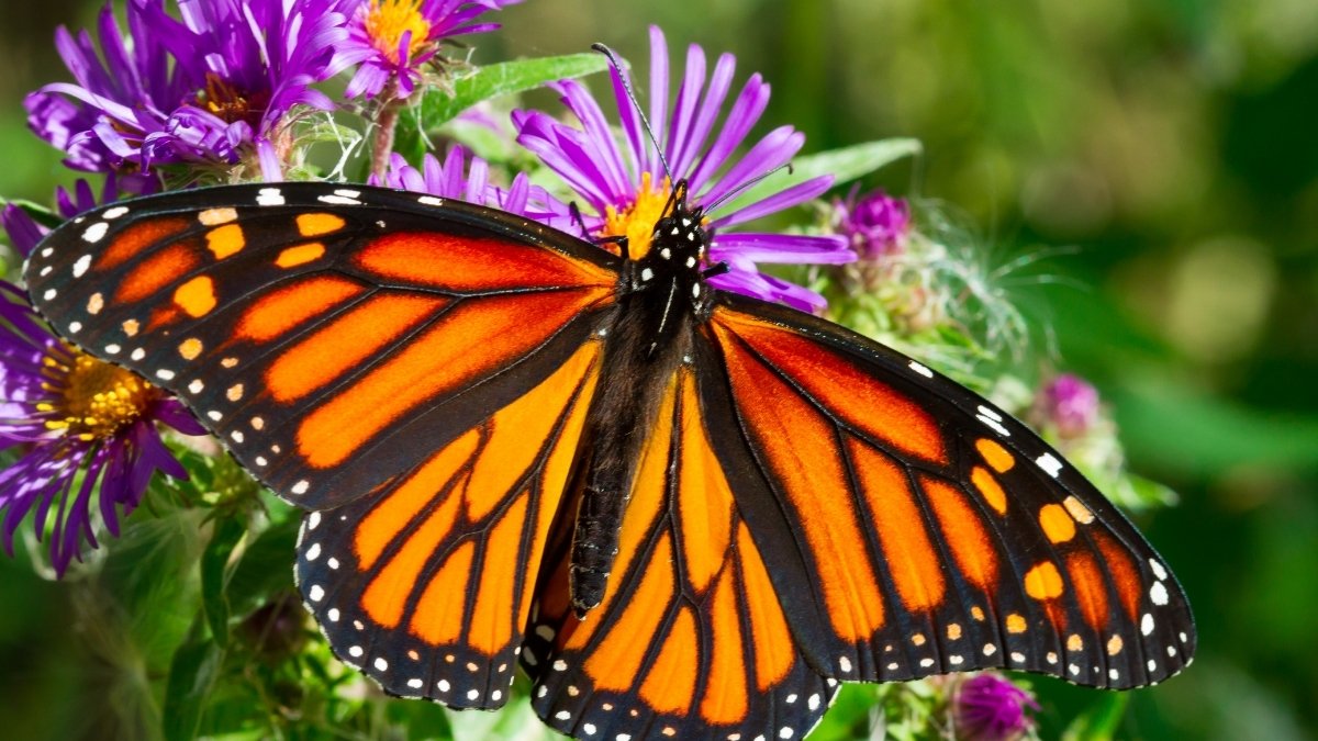 Monarch Butterfly
