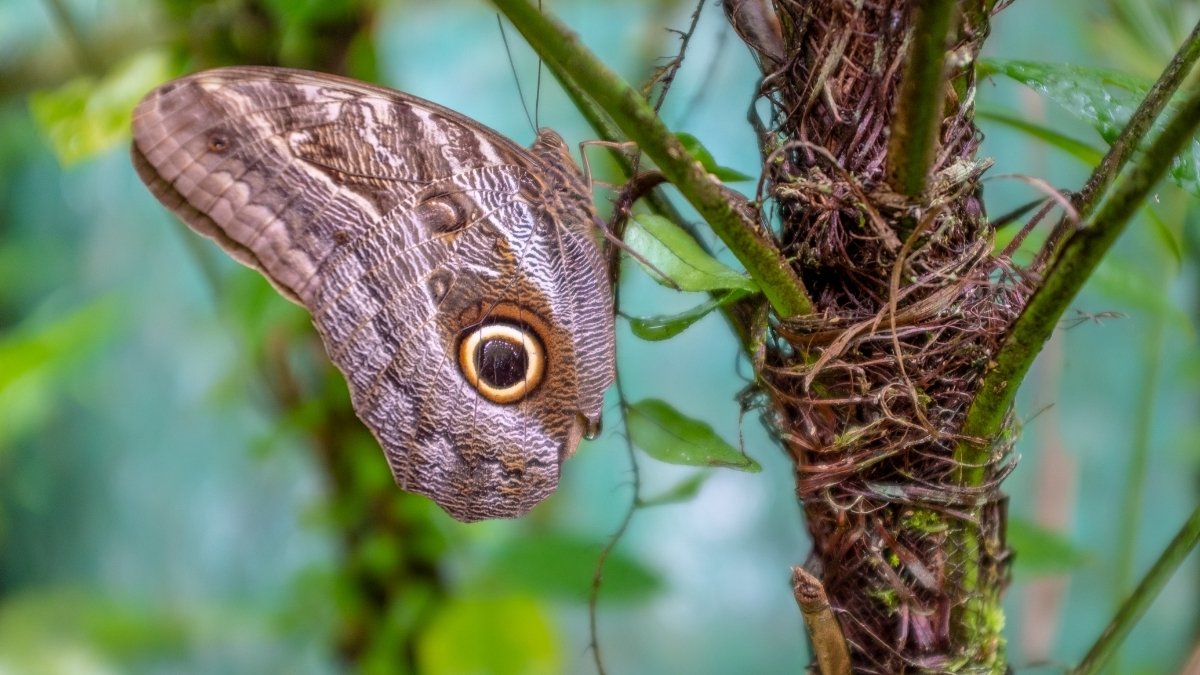 Owl Butterfly