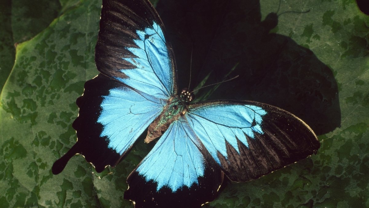 Ulysses Butterfly