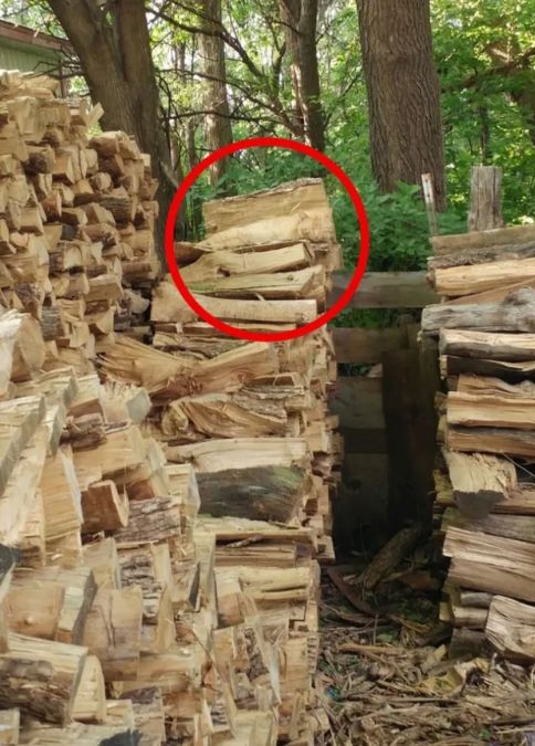 find-hidden-cat-optical-illusion-answer