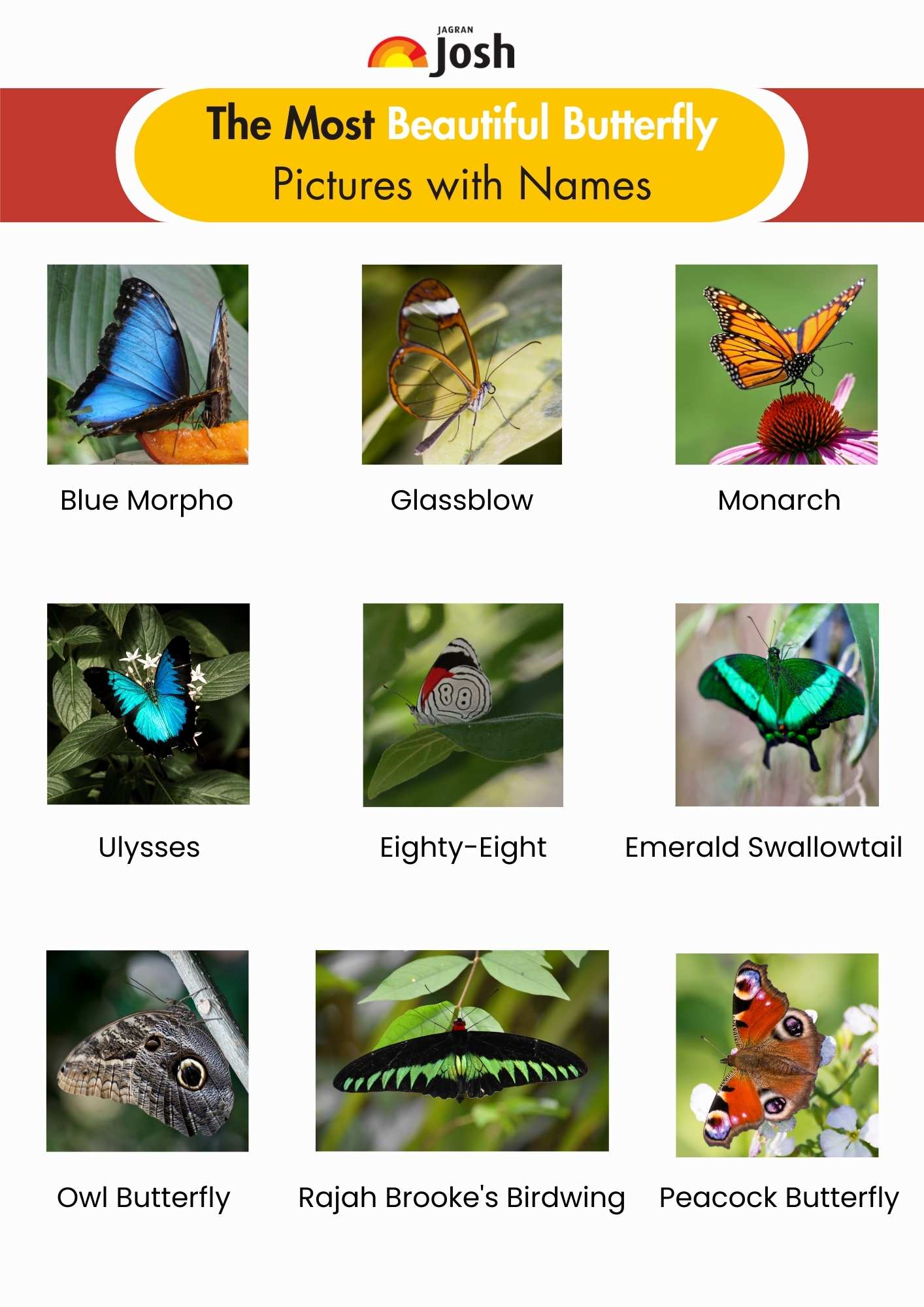 The Most Beautiful Butterfly Pictures with Names