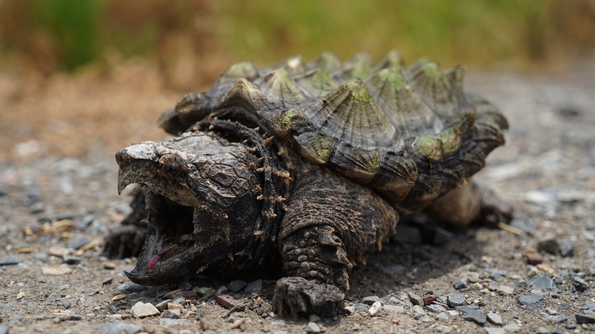 Alligator Snapping Turtle-animal with shell