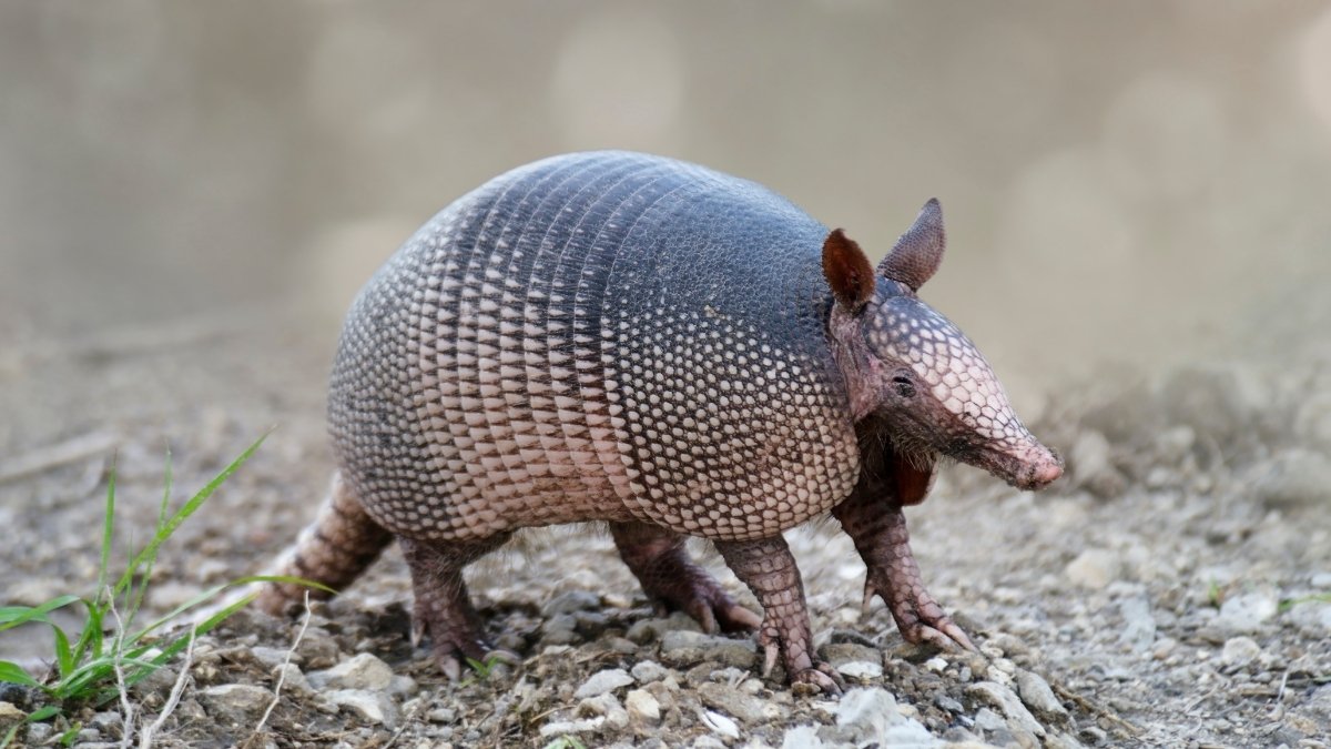 Armadillo-animal with shell