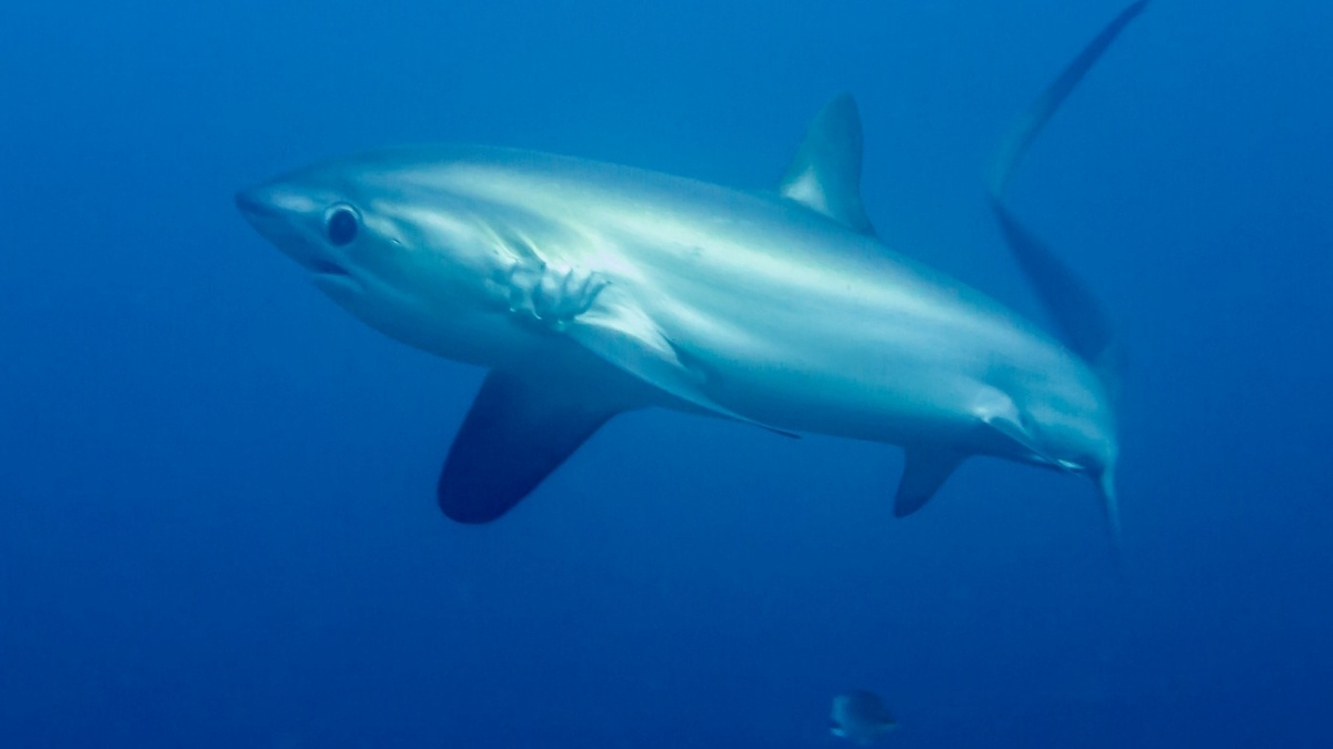 Bigeye Thresher Shark - ANIMAL WITH BIGGEST EYE