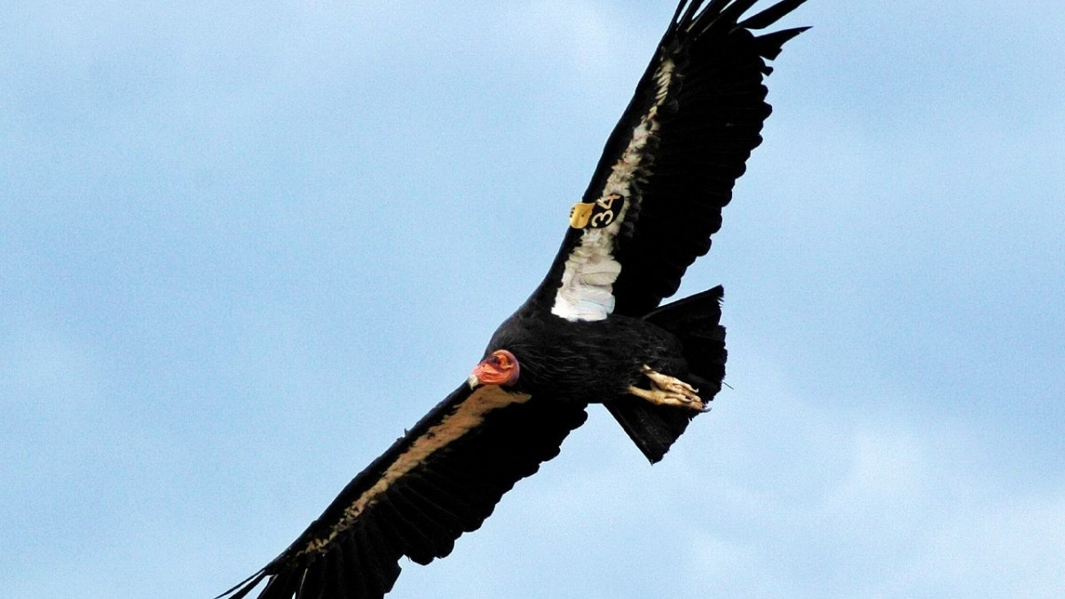 California Condor