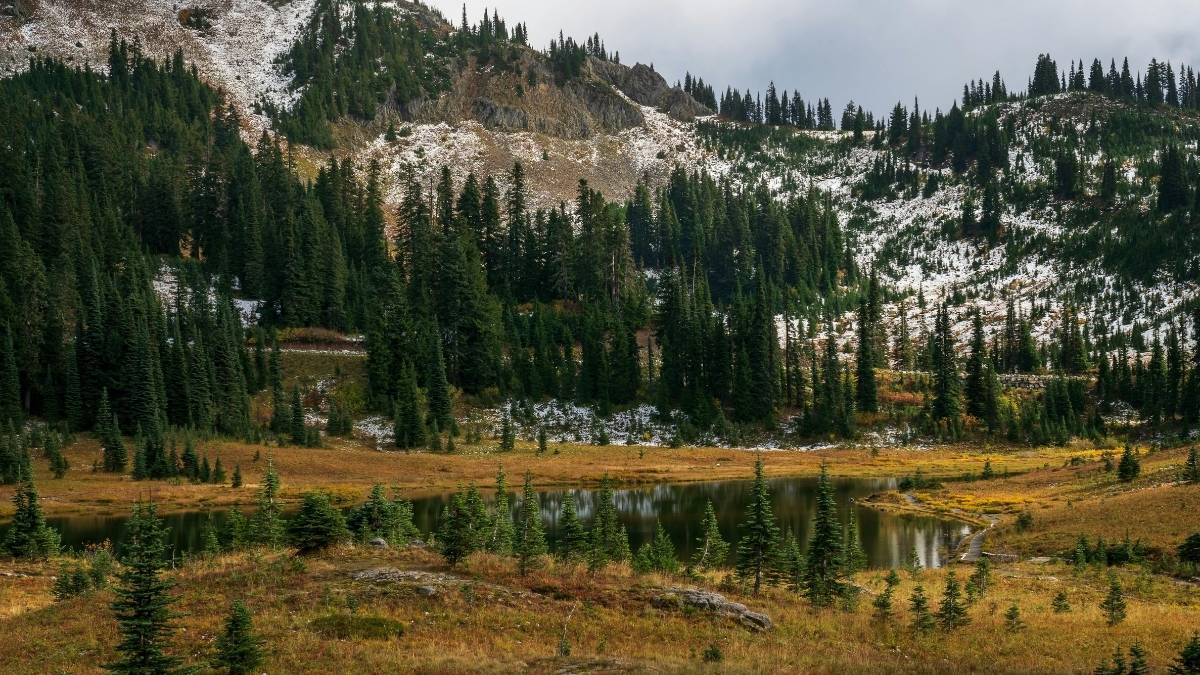 Evergreen Trees Washington US