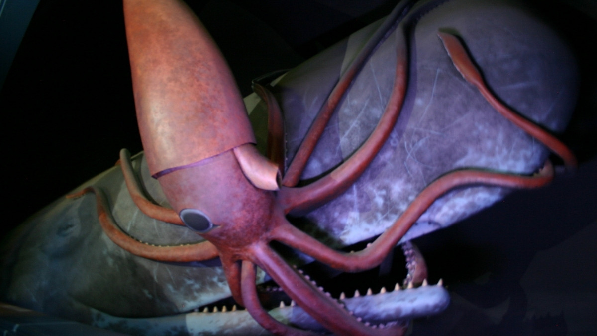 Giant Squid- ANIMAL WITH BIGGEST EYE