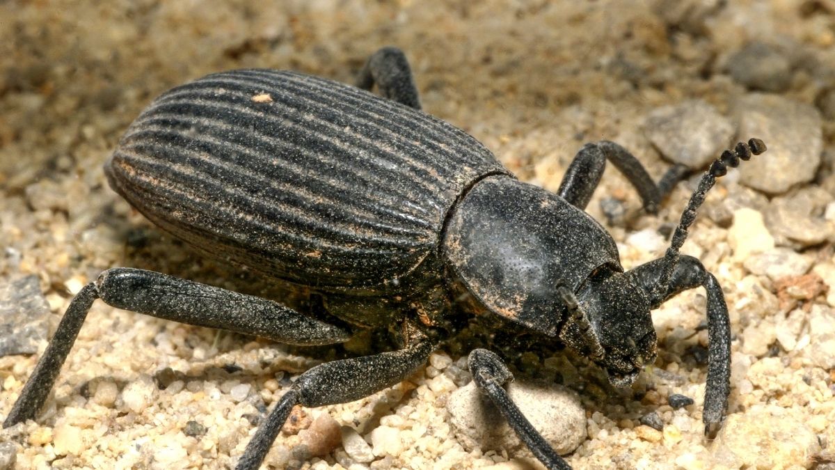 Ironclad Beetle-armoured animal