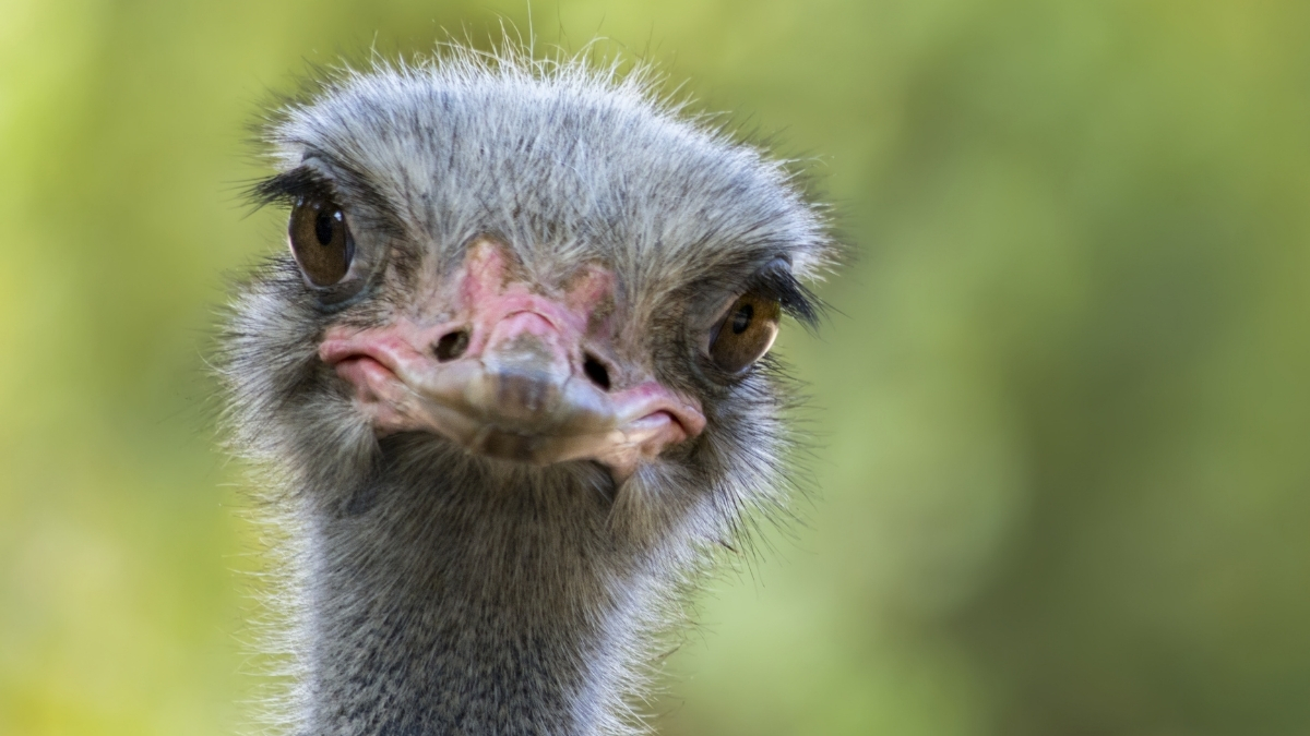 Ostrich - ANIMAL WITH BIGGEST EYE