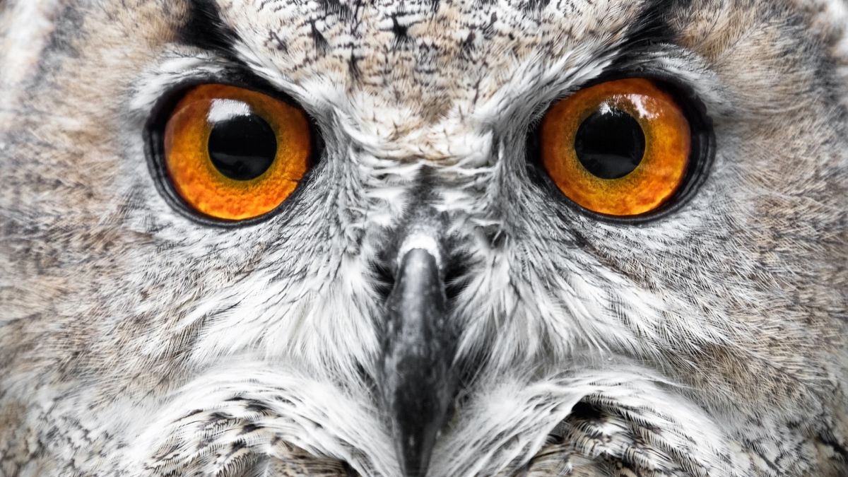 Owl- ANIMAL WITH BIGGEST EYE