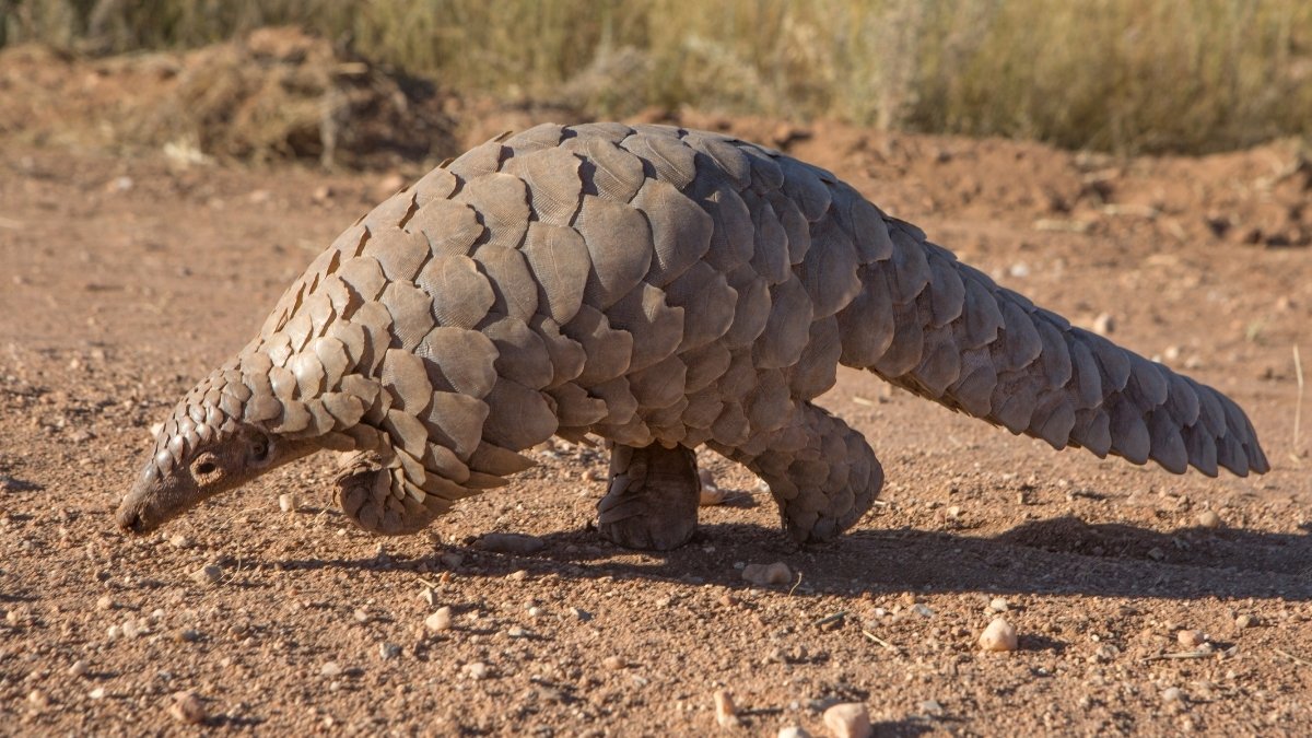 Pangolin-armoured animal