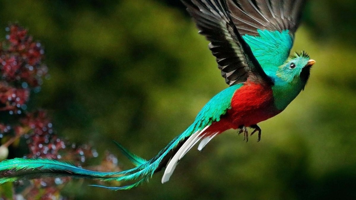 Resplendent Quetzal
