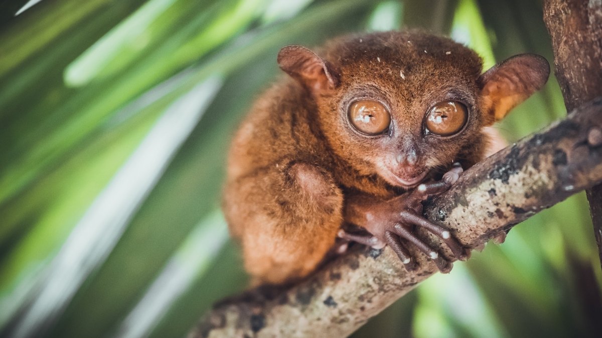 Tarsier - ANIMAL WITH BIGGEST EYE