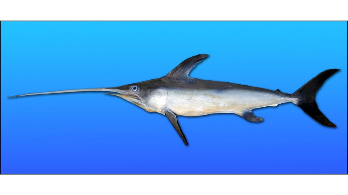 swardfish- ANIMAL WITH BIGGEST EYE