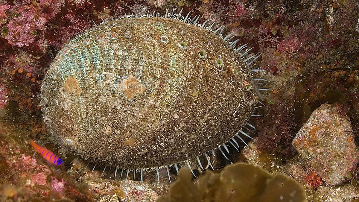 Abalone-animal with shell