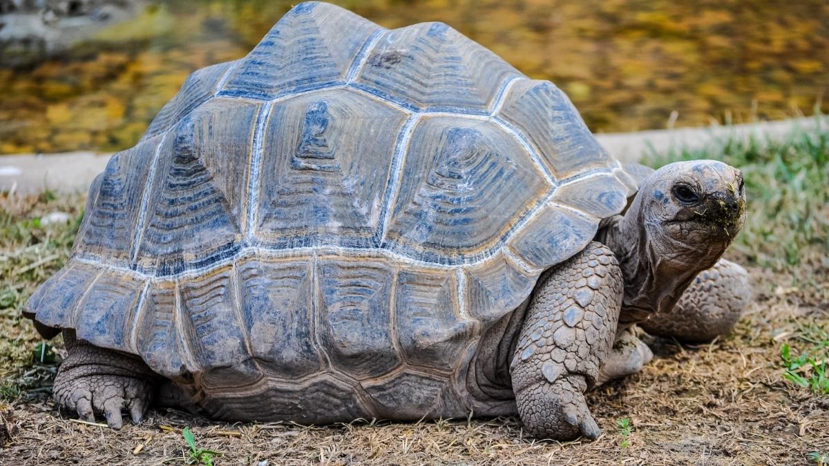 Aldabra Giant Tortoise-Oldest animal
