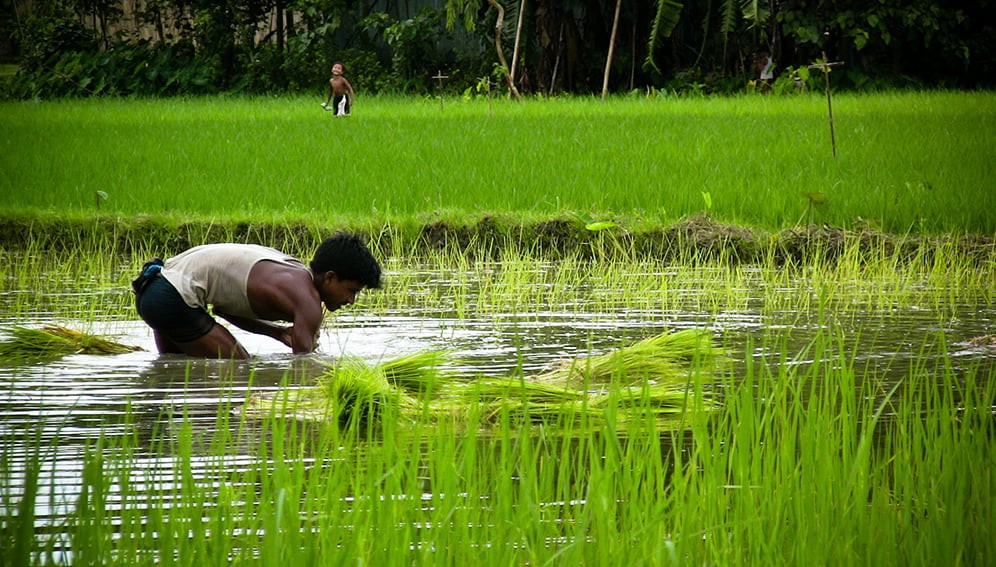Bangladesh-rice-farming-field