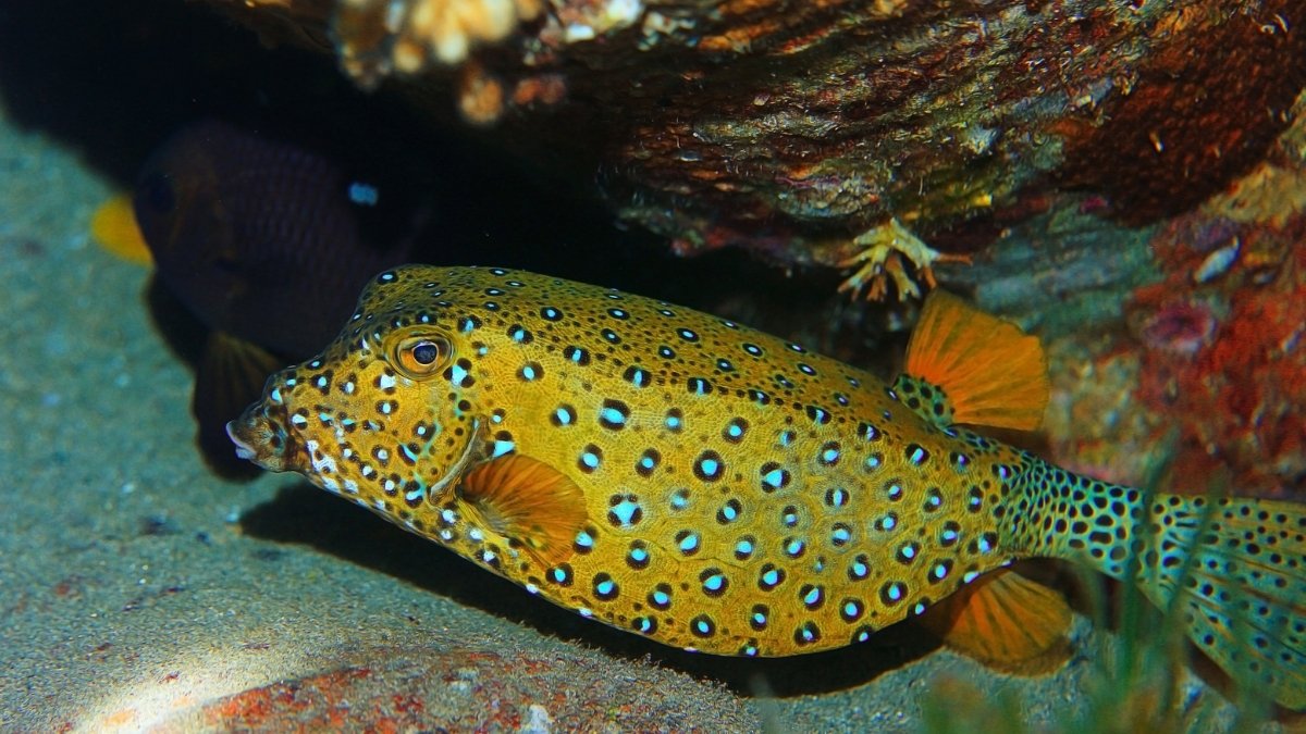Boxfish-animal with shell
