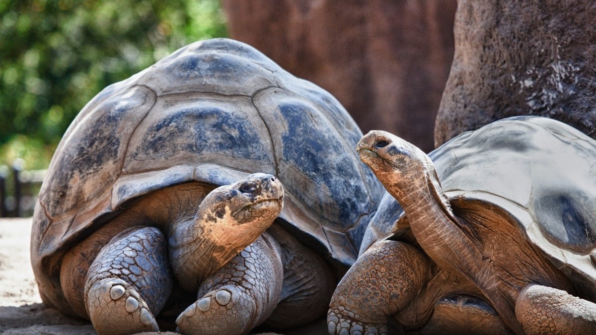 Galapagos Tortoise-Oldest animal