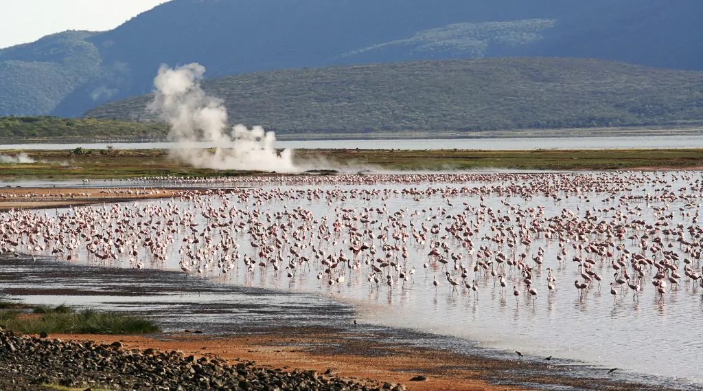 Geyser-and-flamingos