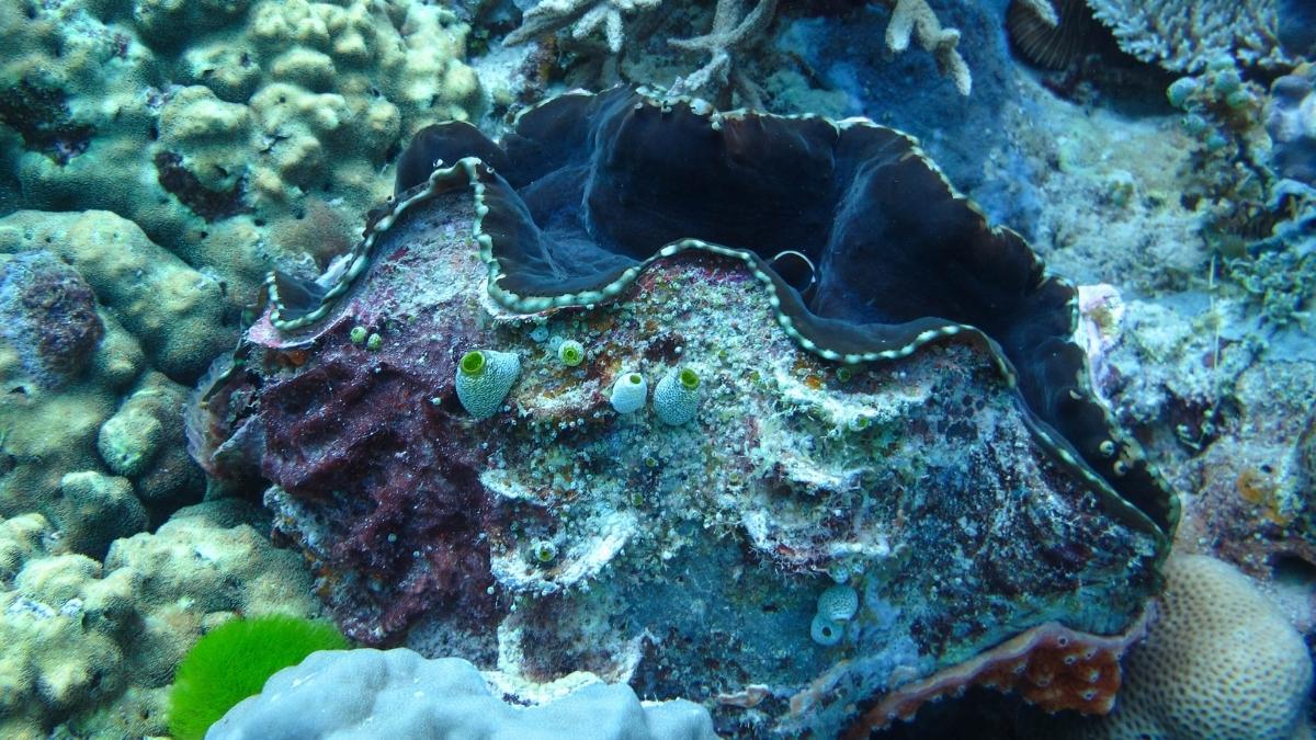 Giant Clam-animal with shell
