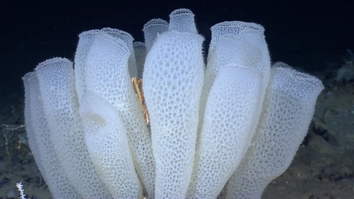 Glass Sponge-Oldest animal