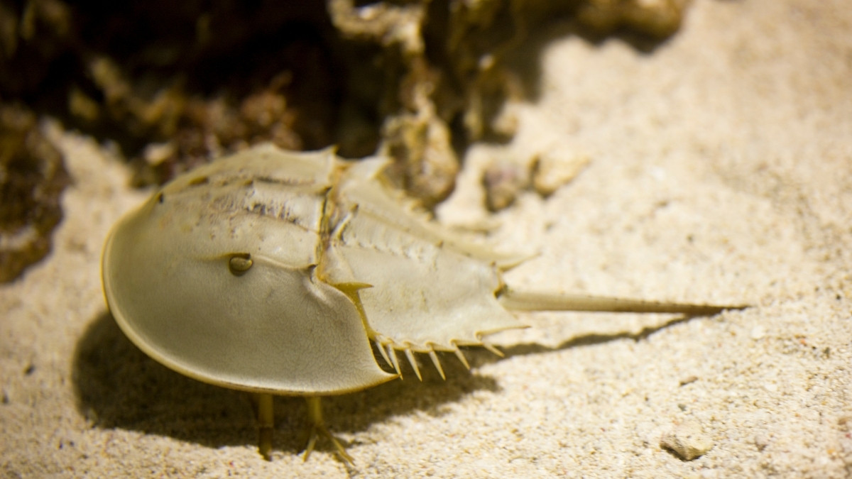 Horseshoe Crab-animal with shell