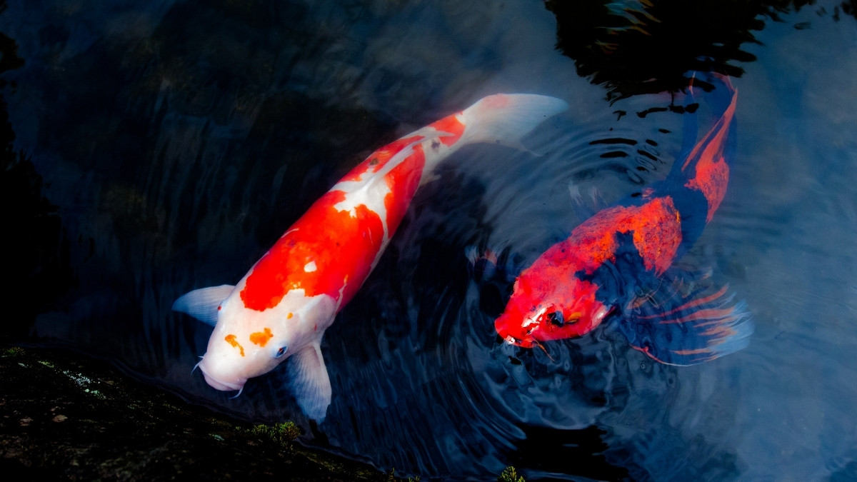 Koi Fish-Oldest animal