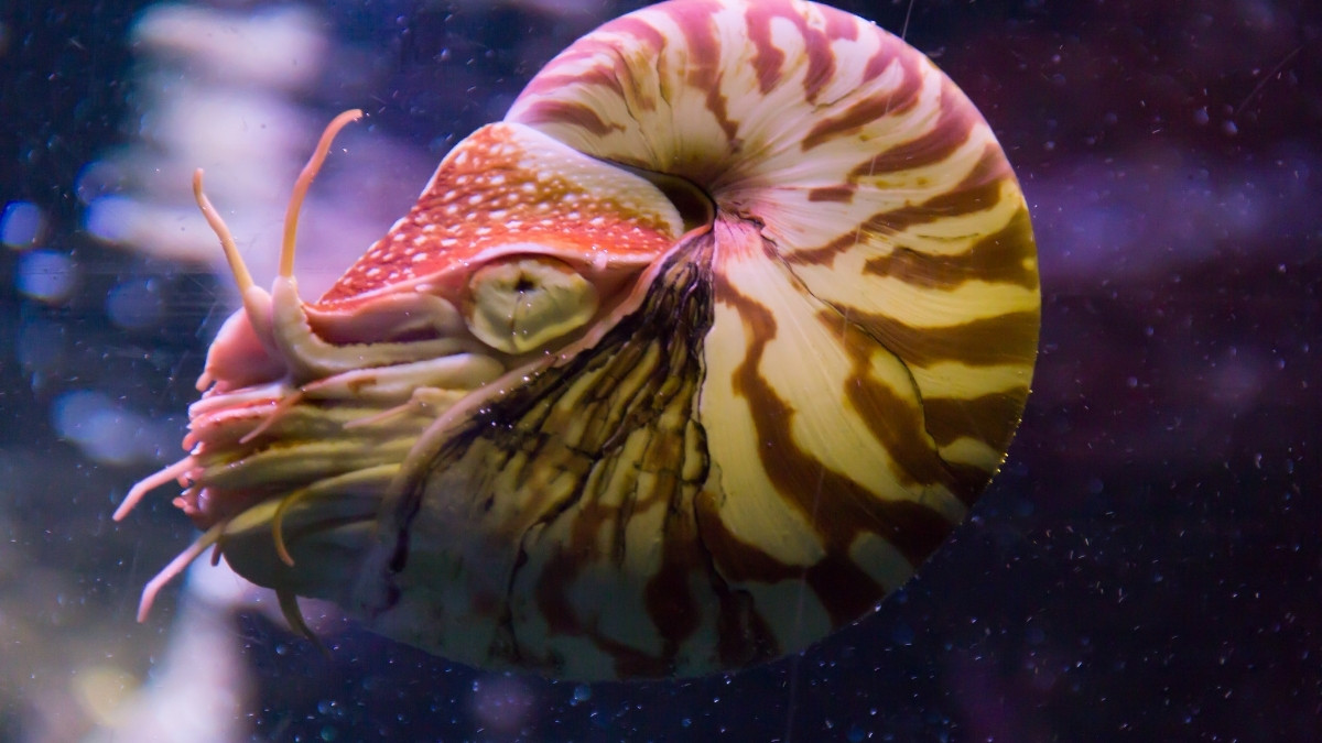 Nautilus-animal with shell