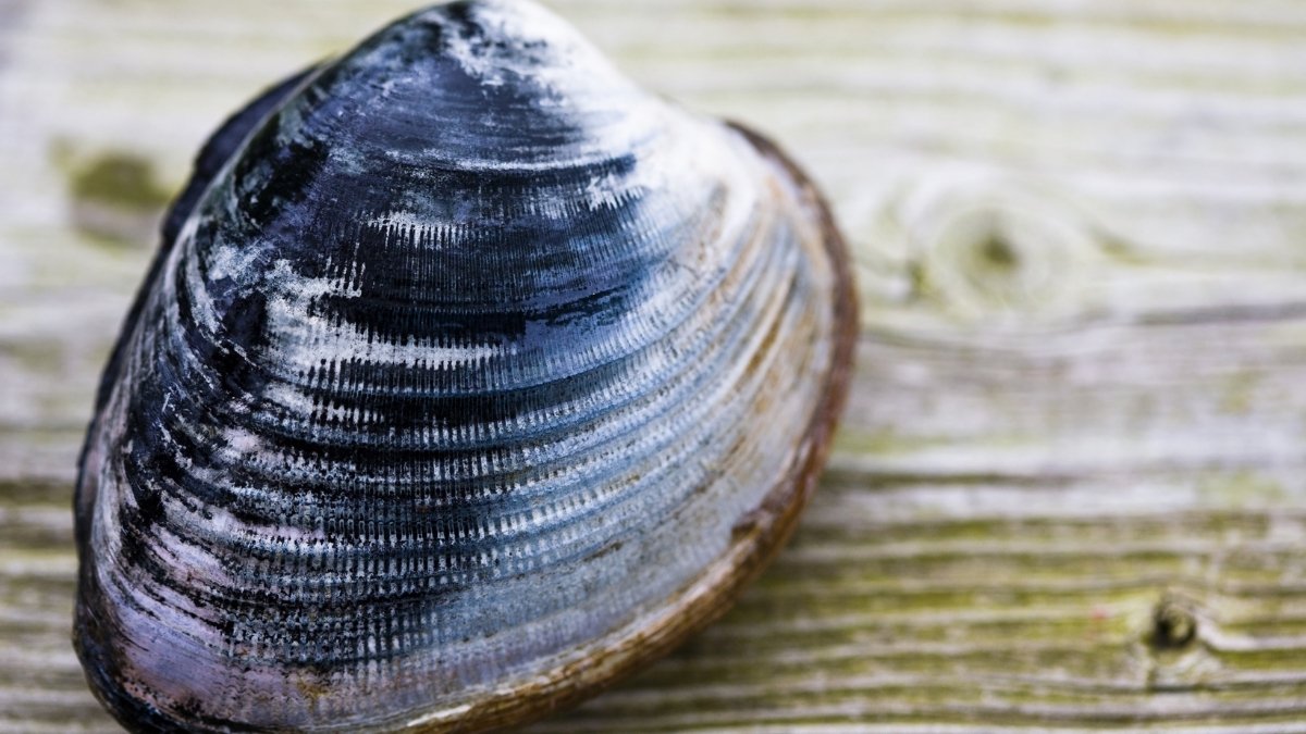 Ocean Quahog-Oldest animal