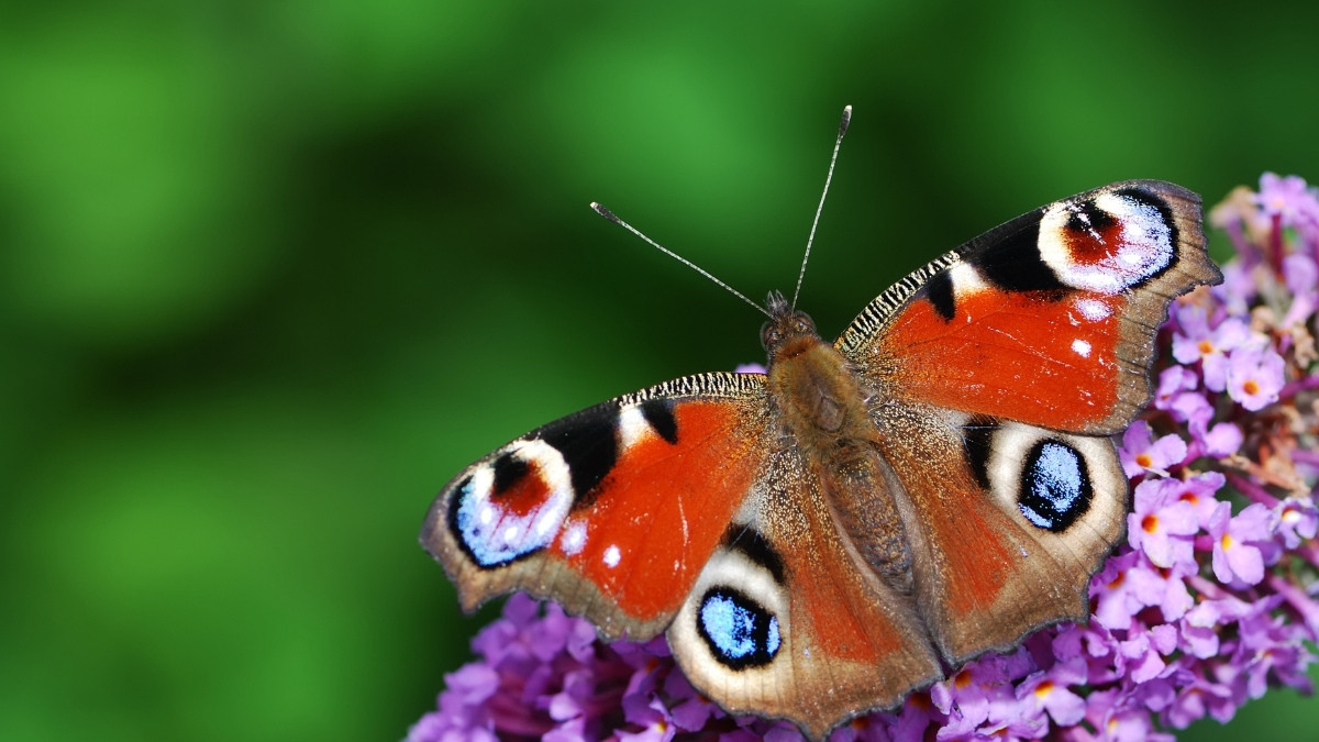 Peacock Butterfly