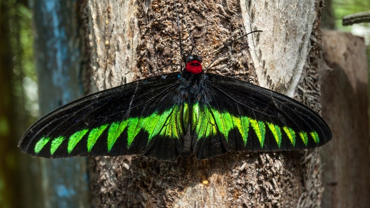 Rajah Brooke's Birdwing