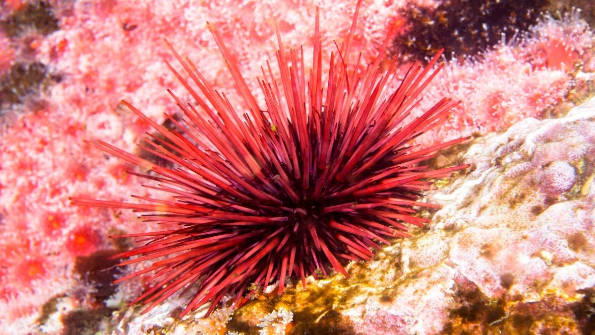 Red Sea Urchin-Oldest animal