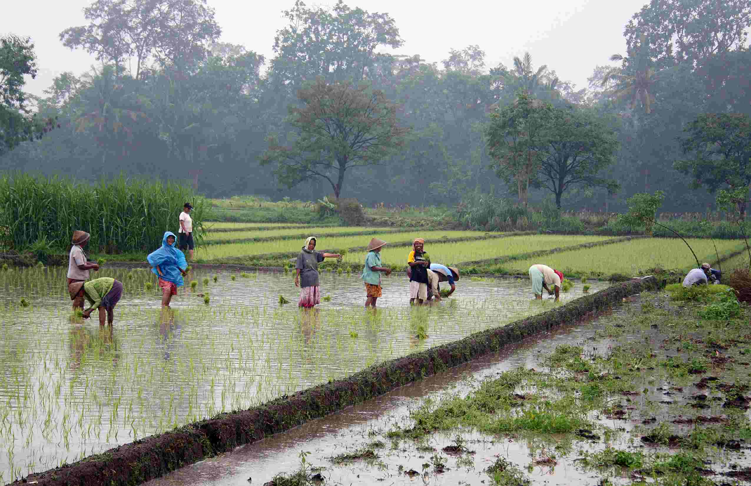 Rice-plantation-in-indonesia