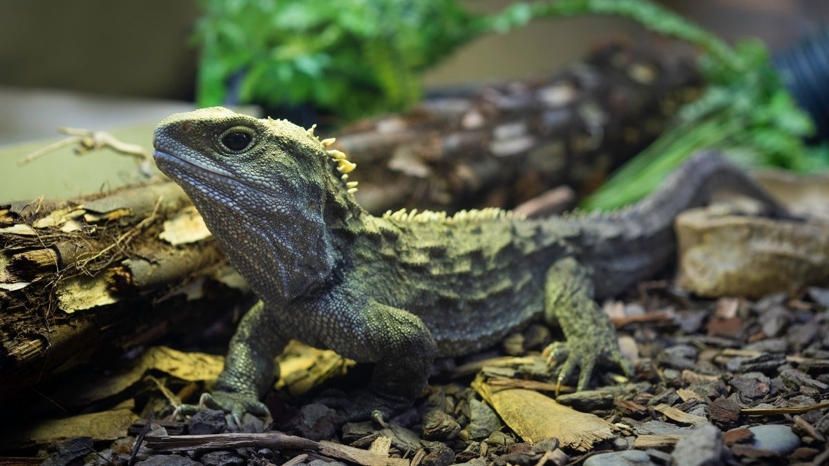 Euplectella-Apergillum-Okeanos