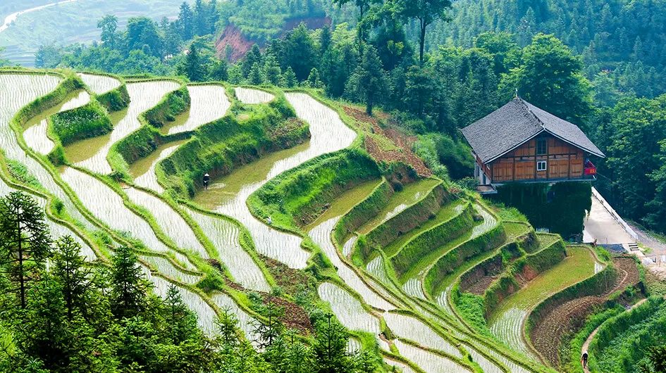 china-rice-field