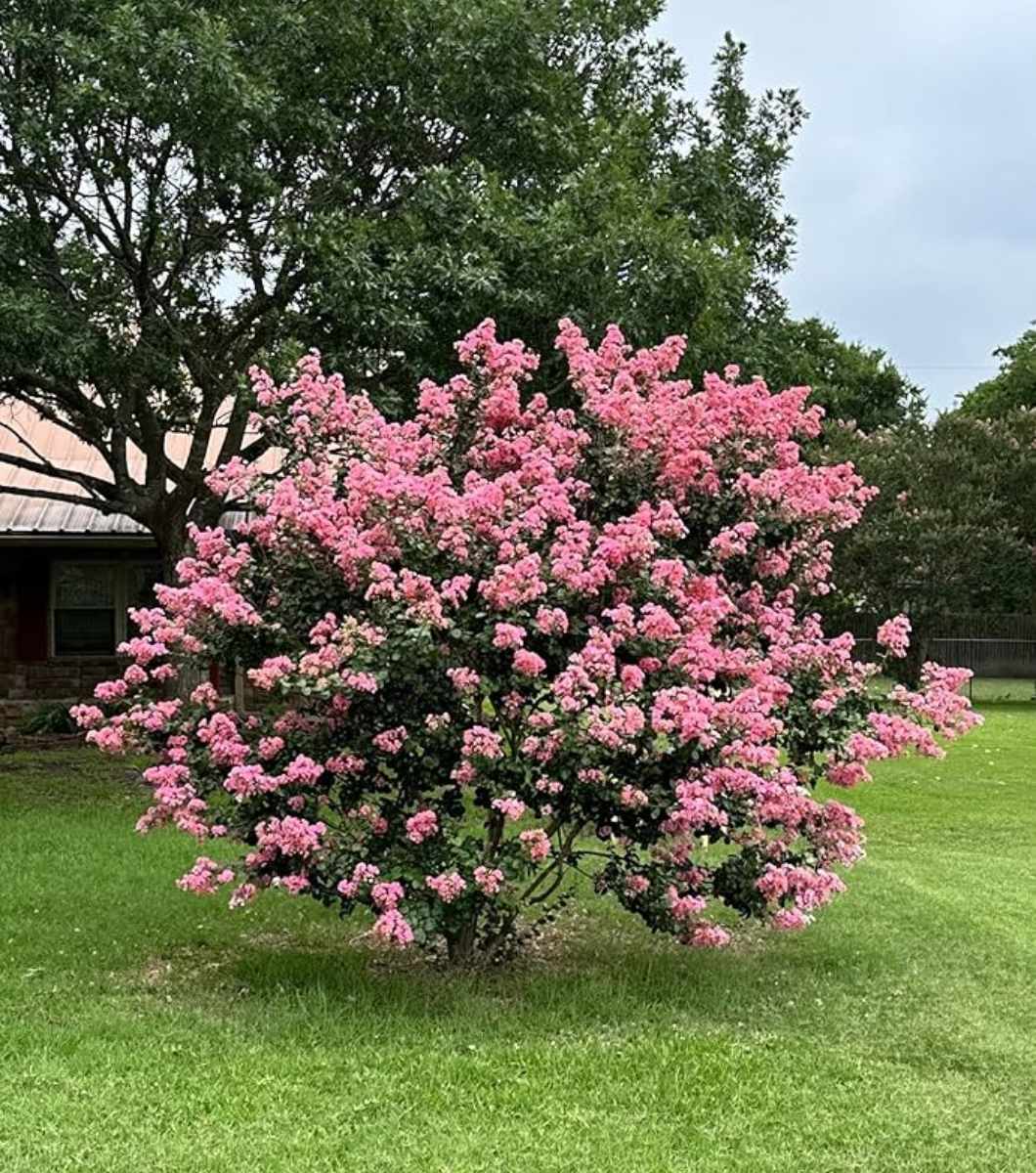 crepe myrtle